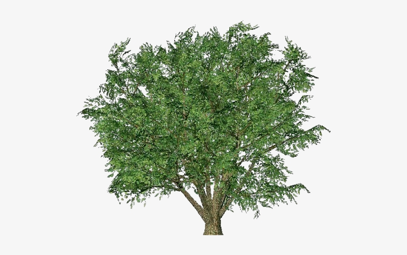 Country Smooth Leafed Elm - Parsley, transparent png #3796038