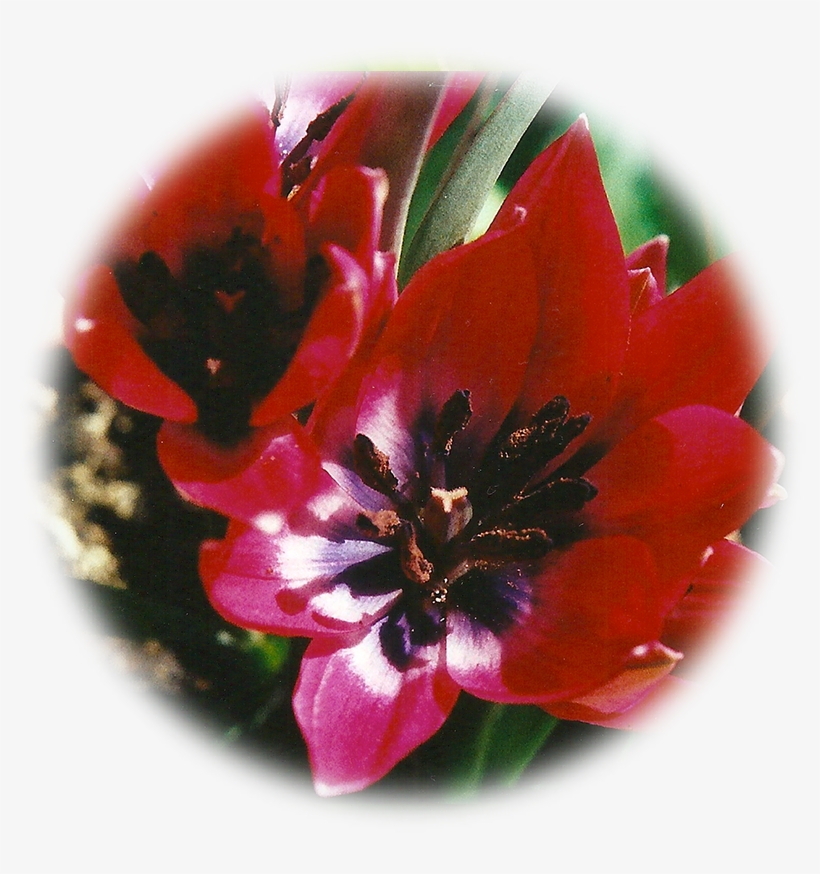 Wild Red Tulip - Tulip, transparent png #3796113