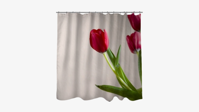 Tulip, transparent png #3796330