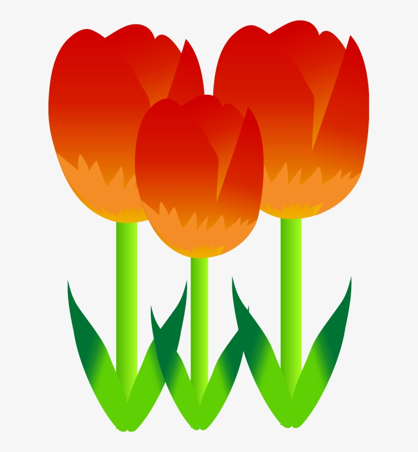 Free Vector Plentiful Tulip - Red Tulips Flower Shower Curtain, transparent png #3796372