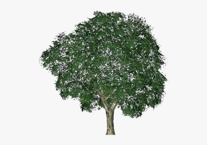 3d Trees - Elm - Alberi 3d Png, transparent png #3796487