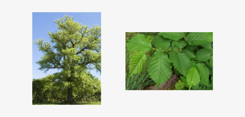 Commonly Known As An Elm Tree - English Elm Tree, transparent png #3796538