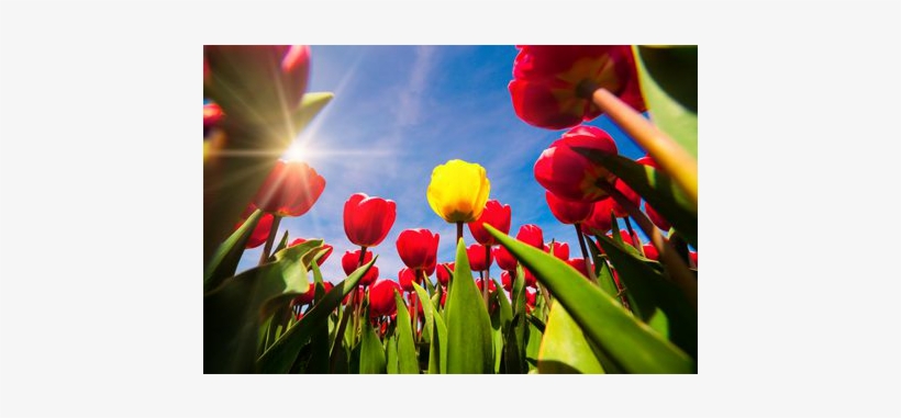 Red - Niederlande Tulpen, transparent png #3796597