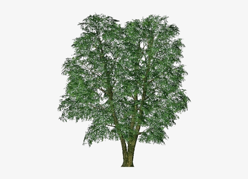 3d Trees - Elm - Italian Pittosporum, transparent png #3796646
