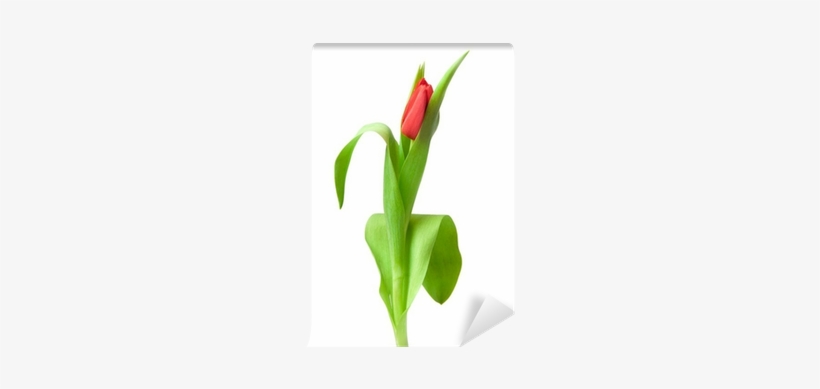 Tulip, transparent png #3796648