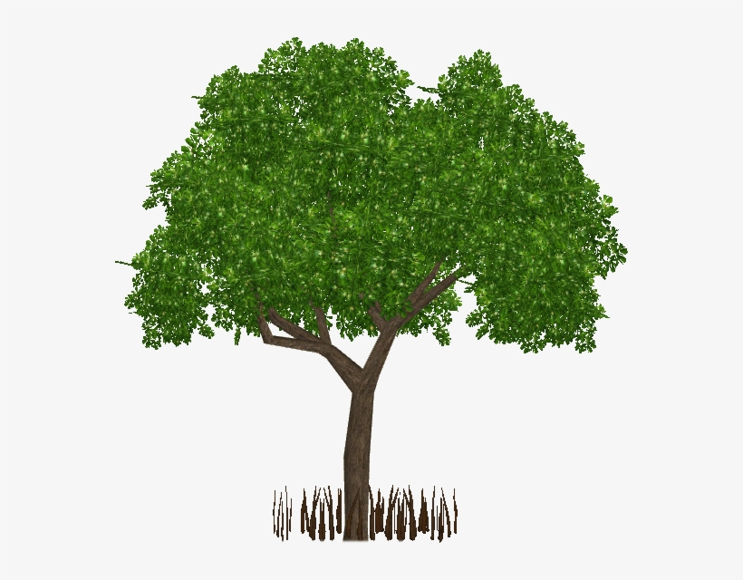 Black Mangrove - Tree Png For Architect, transparent png #3796675