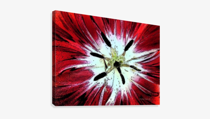 Red Tulip Canvas Print - Chrysanths, transparent png #3796701