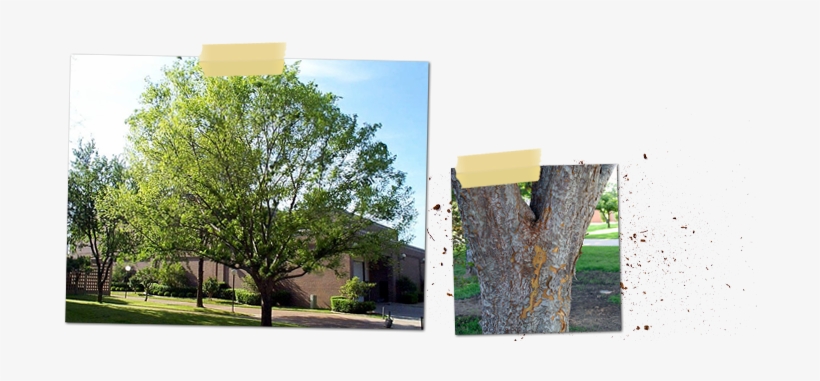 Ulmus Parvifolia - Lacebark Elm Tree, transparent png #3796832