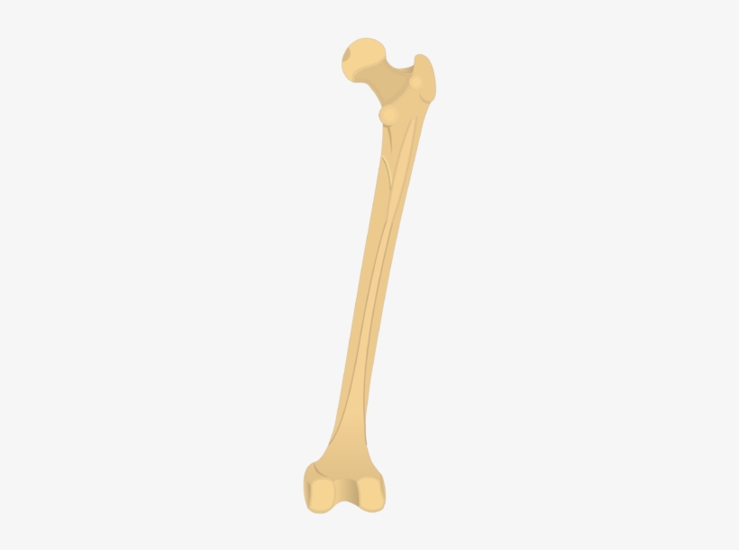 Femur Bone - Femur Linea Aspera, transparent png #3797102