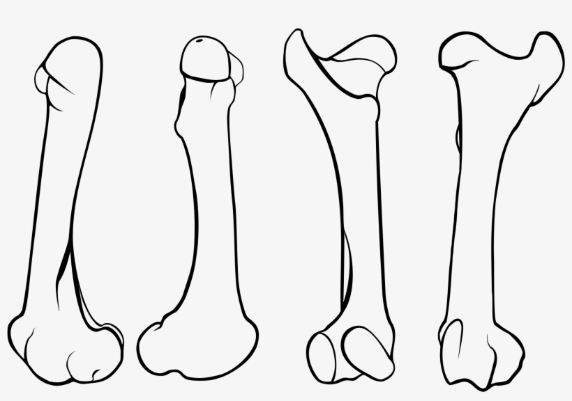 Open - Femur, transparent png #3797192