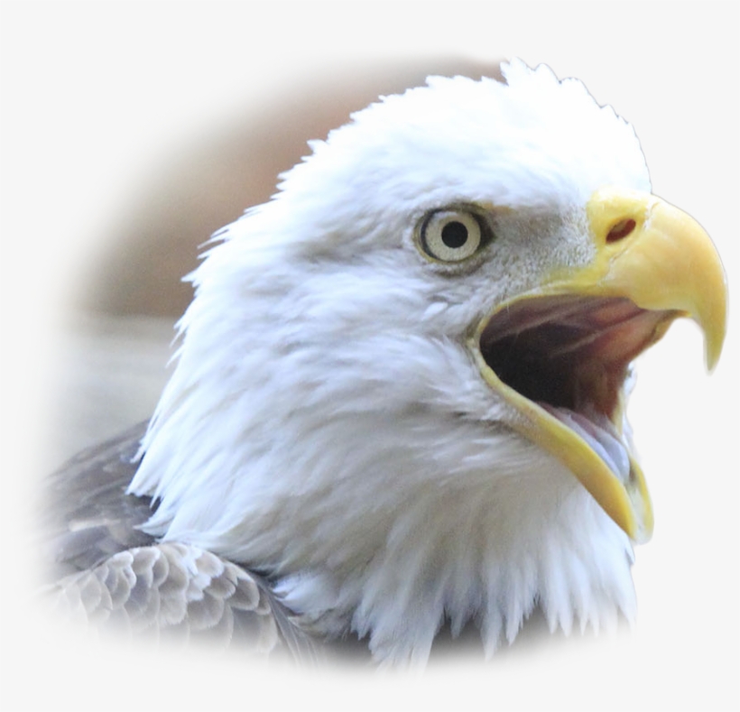Archer, A Southern Male Bald Eagle, Was One Of The - Citizen Potawatomi Nation Cultural Heritage Center, transparent png #3797823