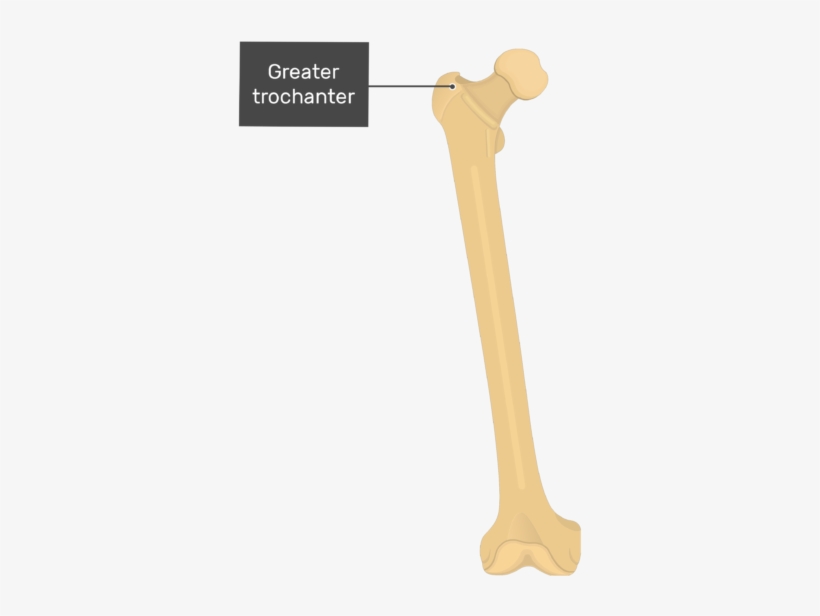 Greater Trochanter - Femur Bone - Anterior View - Anterior Femur, transparent png #3798069