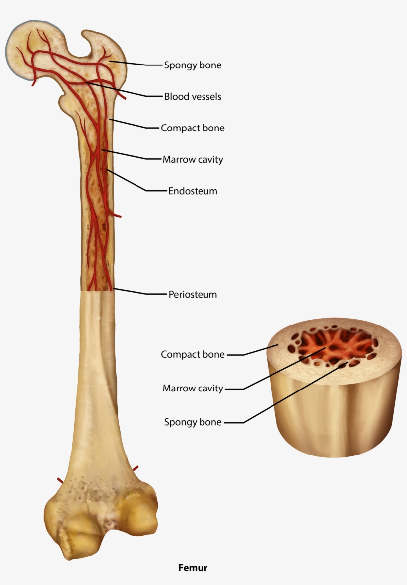 Parts And Anatomy Of A Femur, Compact And Spongy Bone, - Skull, transparent png #3798268
