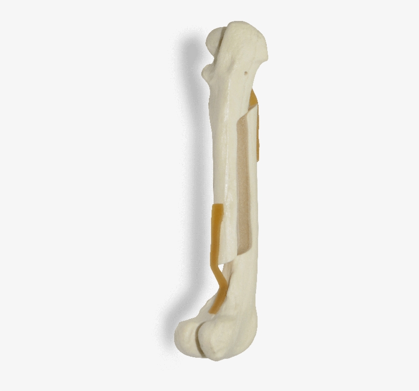 Fancybox - Bone, transparent png #3798612