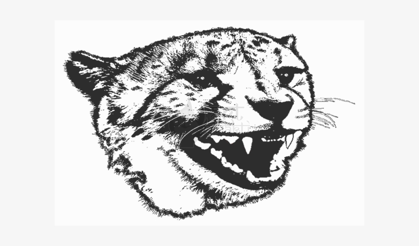 B/w Cheetah 2 - Illustration, transparent png #3798613