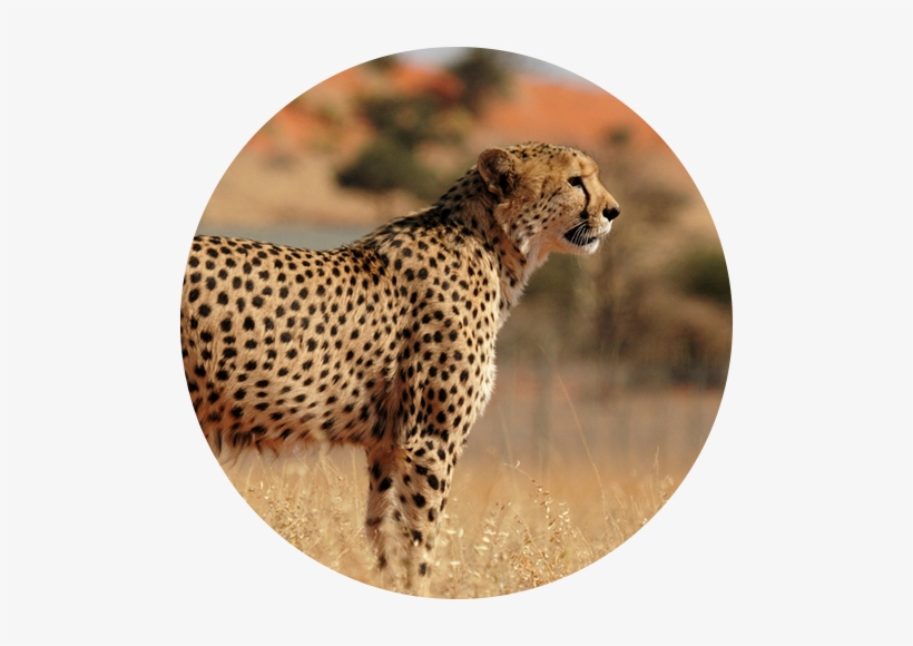 Arctree Hr Consulting - Cheetah, transparent png #3798995
