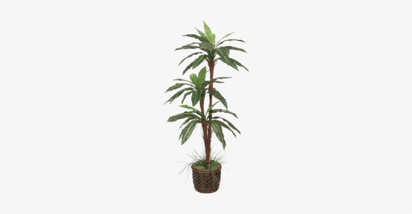 Silk Bird Nest Fern Tree - Brook Furniture Rental, transparent png #380122