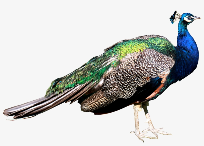 Go To Image - Peacock Png, transparent png #380140