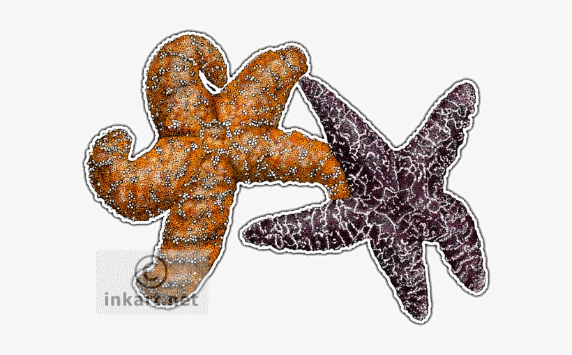 Ochre Sea Stars Decal - Ochre Sea Star Drawing, transparent png #380390