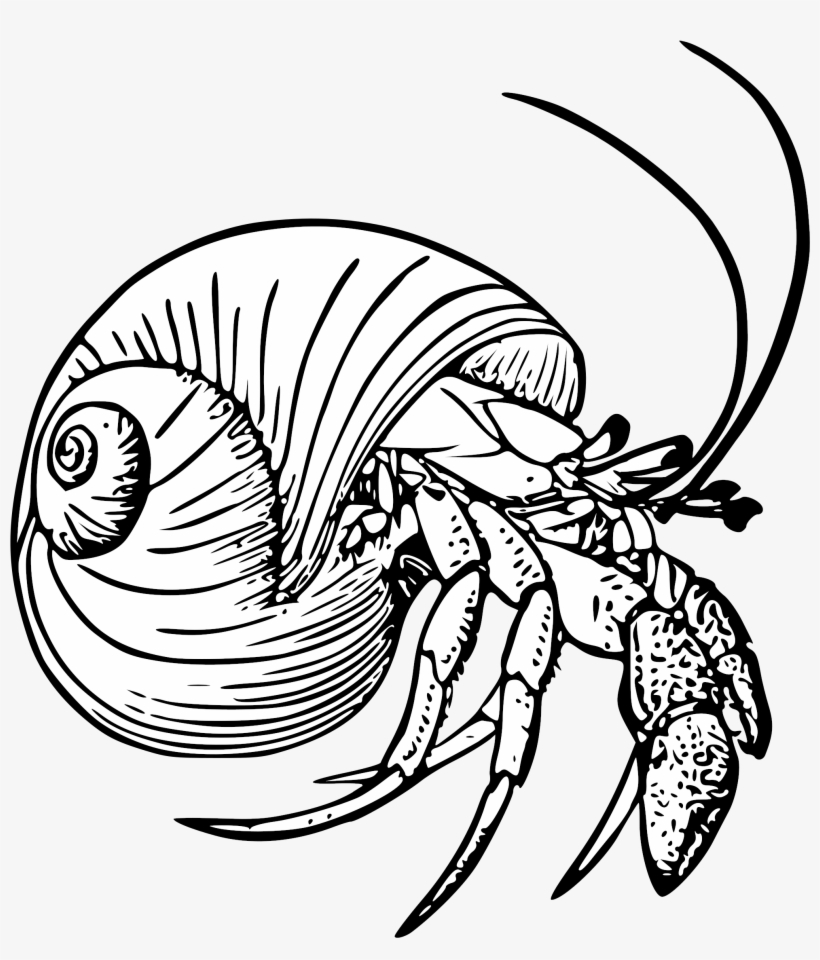 Graphic Black And White Stock Drawing Crabs Hermit - Hermit Crab Coloring Pages Eric Carle, transparent png #380565