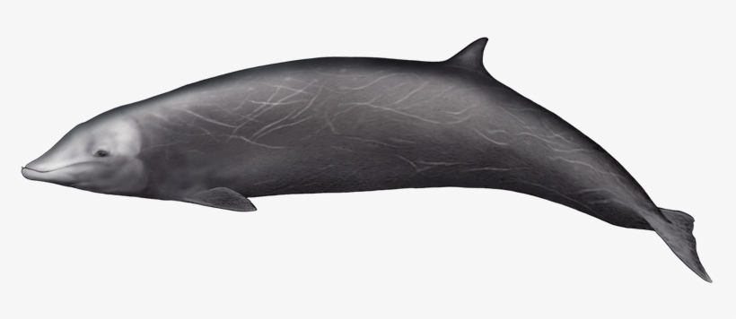 This Whale Appears To Be One Of The Most Widespread - Bottlenose Dolphin, transparent png #381391