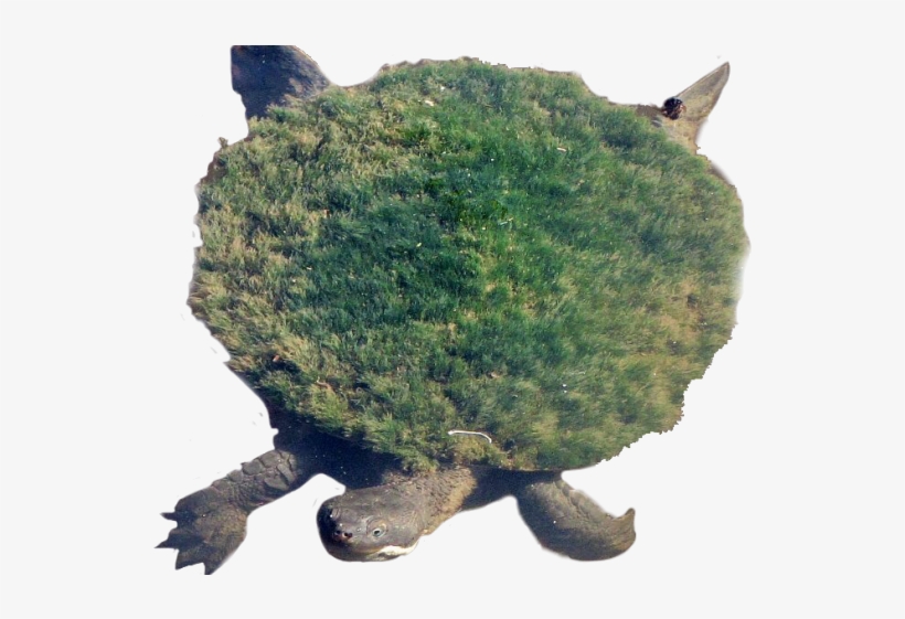 Snapping Turtle Png Transparent Images - Tortuga Del Rio Mary, transparent png #381743