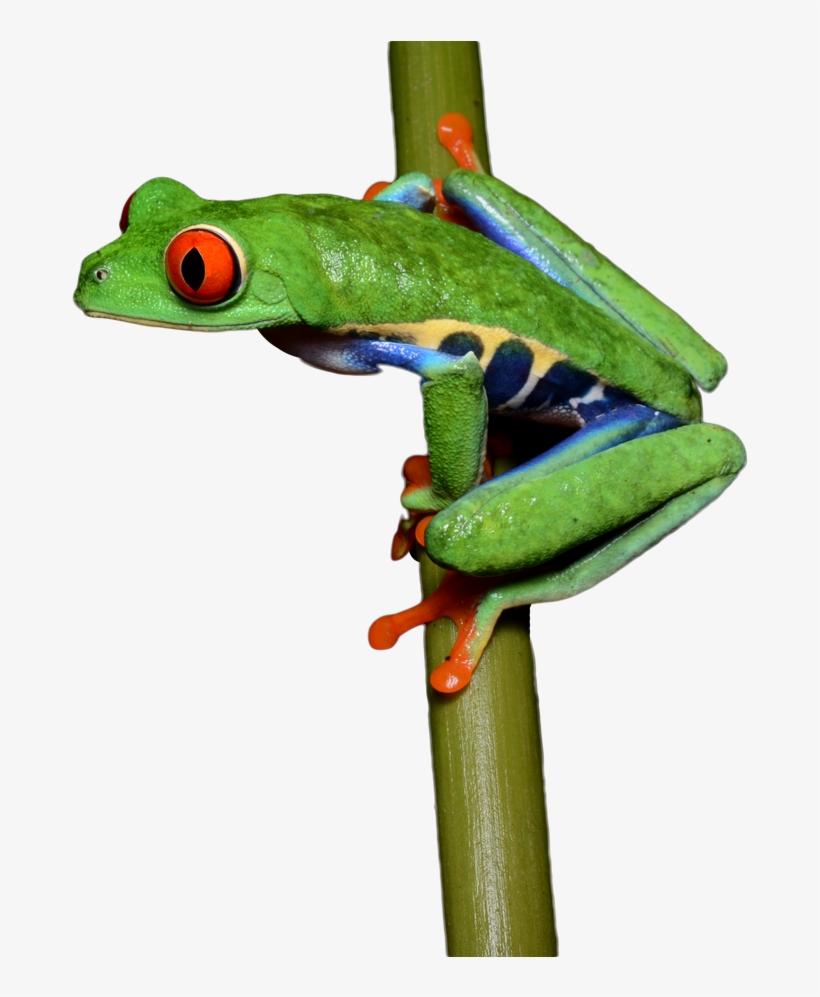 Frog, transparent png #381822
