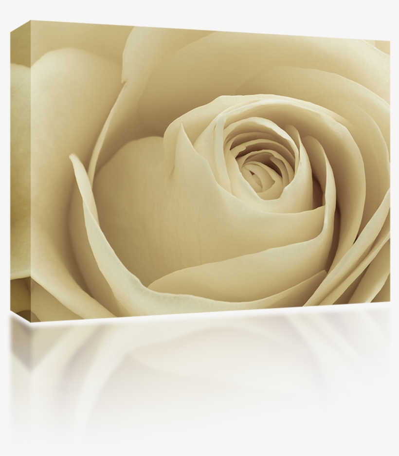 White Rose Petals - Garden Roses, transparent png #381888