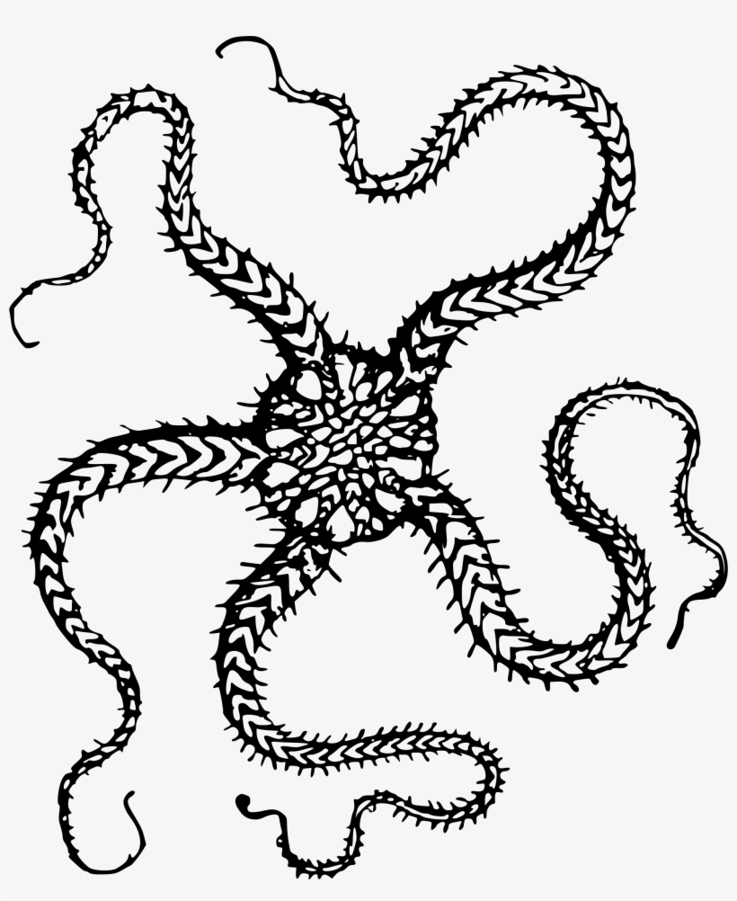 This Free Icons Png Design Of Serpent Starfish, transparent png #382034