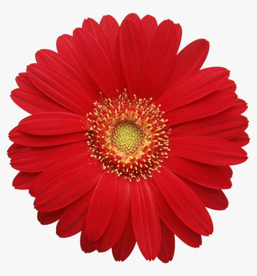 Clip Art Transparent Download Red Cards D Pinterest - Gerber Daisy Png, transparent png #382273