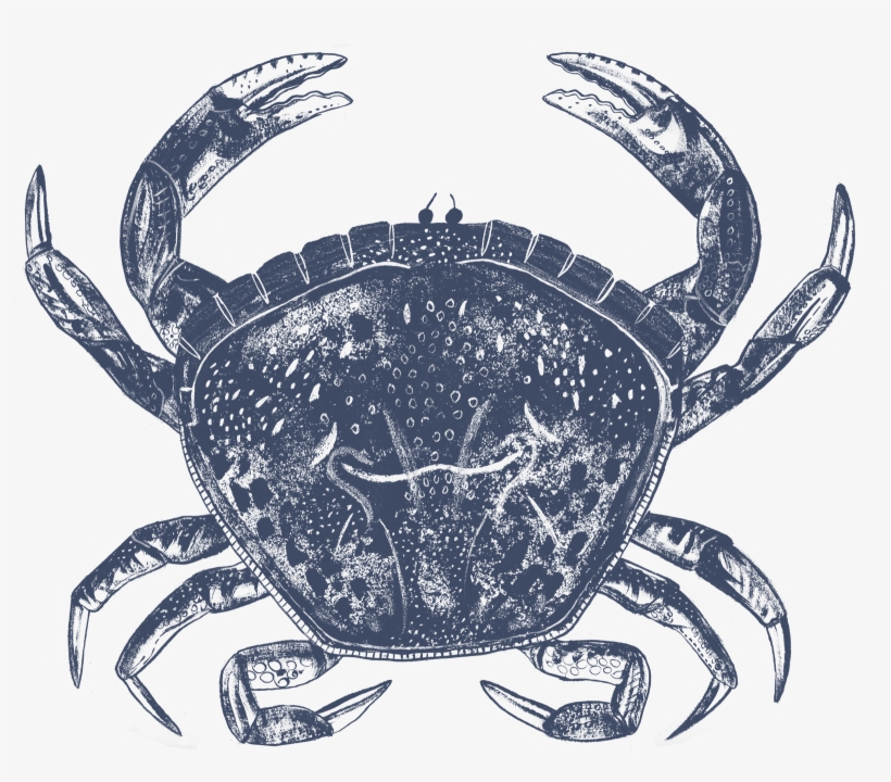 Live Whole Crab Favis Of Salcombe Png Crab Hideouts - Favis Of Salcombe Ltd, transparent png #382975