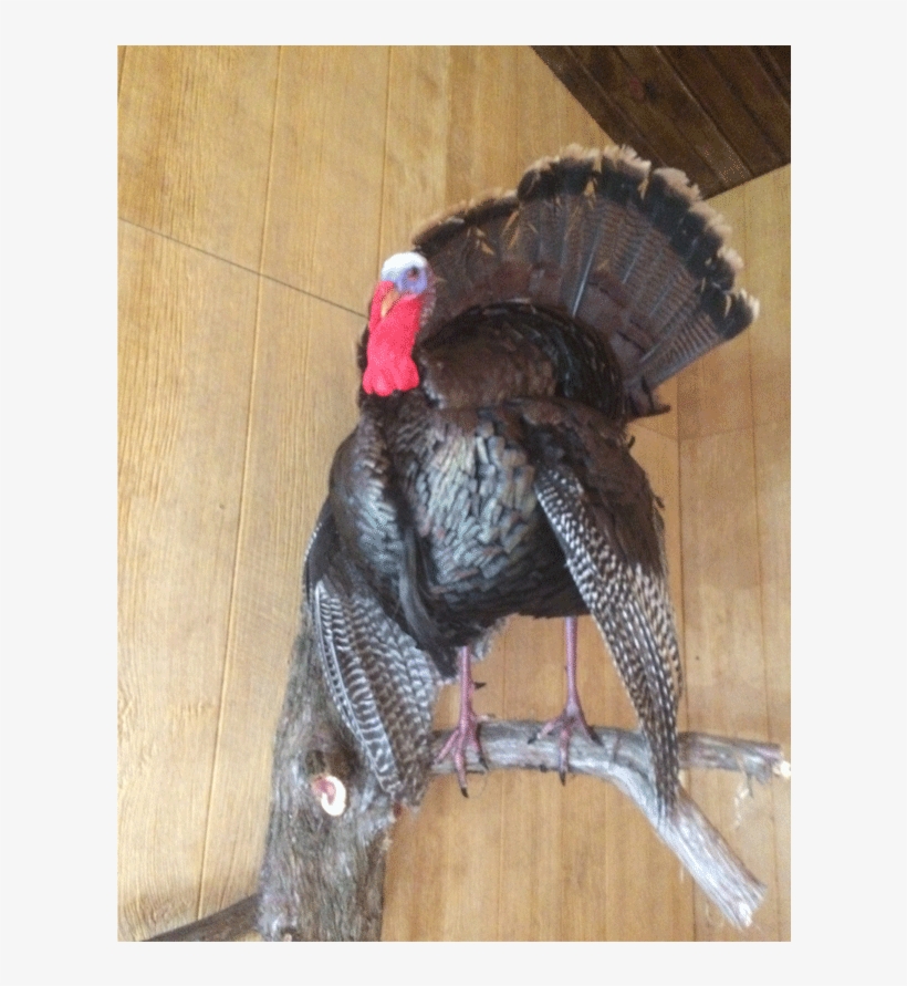 Turkey Mount 12-2016 - Taxidermy, transparent png #383022
