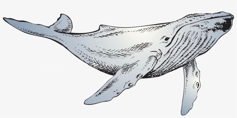 The Whale - Sailfish, transparent png #383212