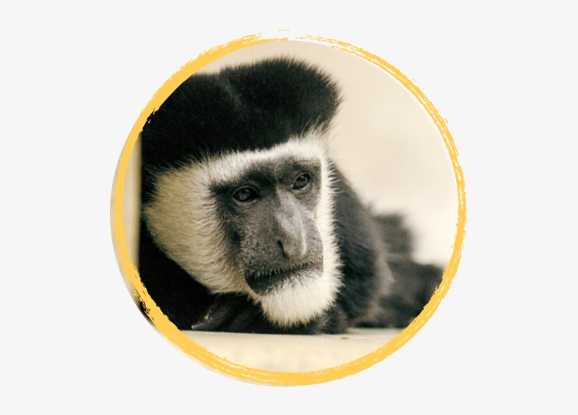 Monkey, transparent png #383426
