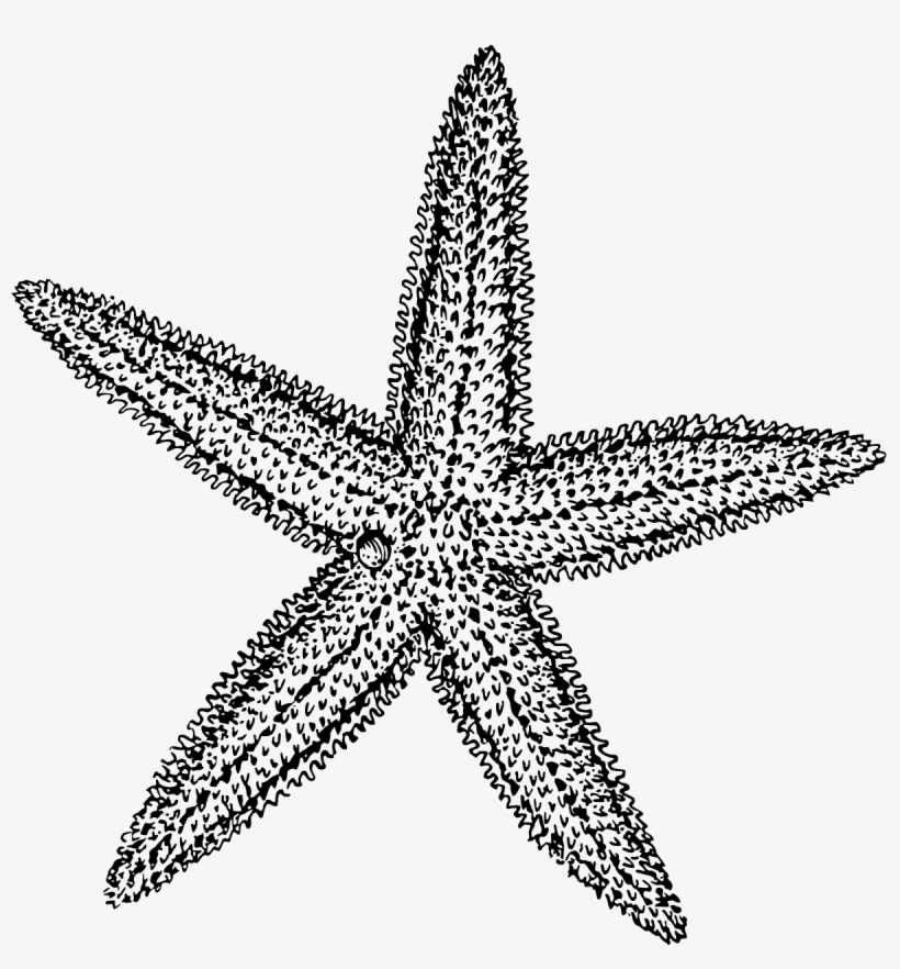 Wiktionary Svg Black And White Library - Starfish Black And White, transparent png #383786