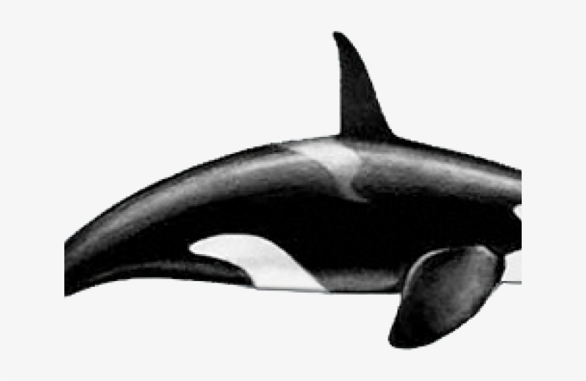Killer Whale Png Transparent Images - Killer Whale Eyes, transparent png #383805