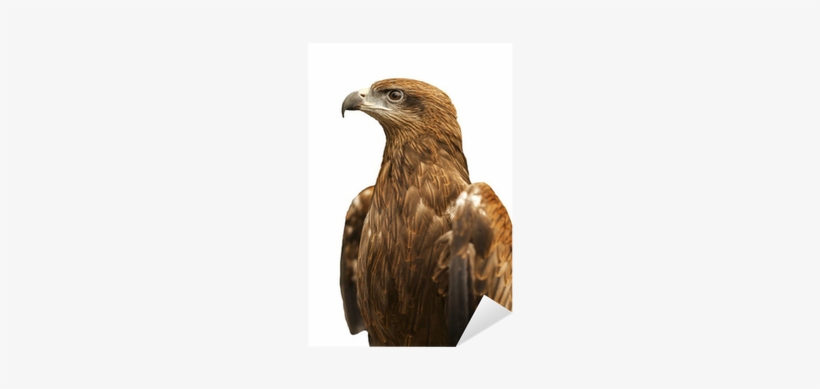Golden Eagle, transparent png #384113