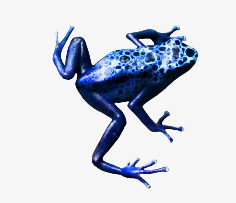 Crazy Frog Png - Poison Dart Frog Png, transparent png #384564