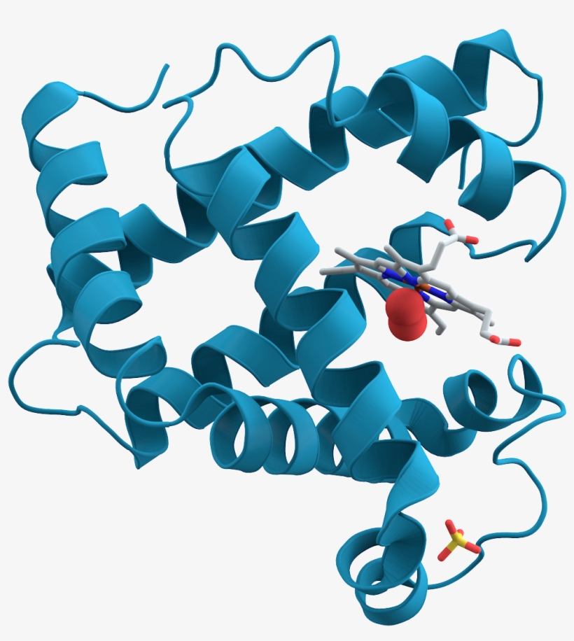 File - Myoglobin - Isc Chemistry Book - I For Class Xi, transparent png #385059