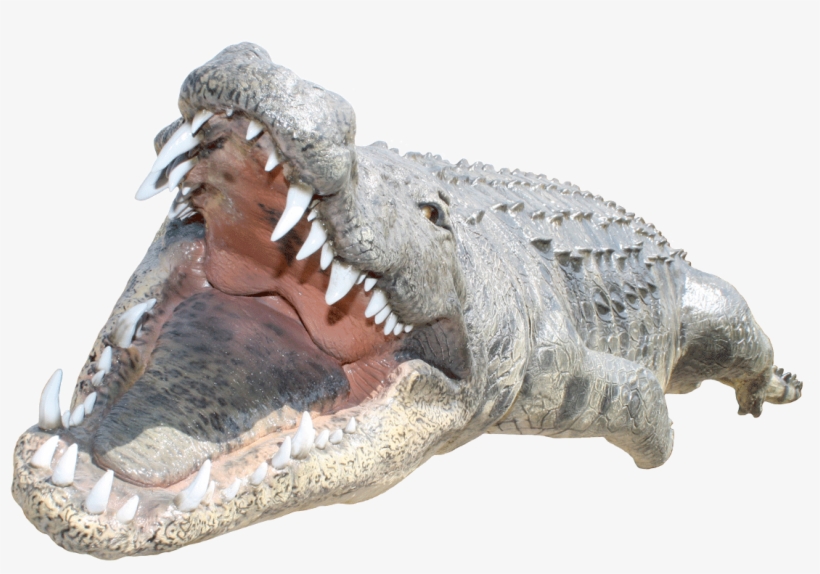Free Png Crocodile Png Images Transparent - Crocodile Back Png, transparent png #385908