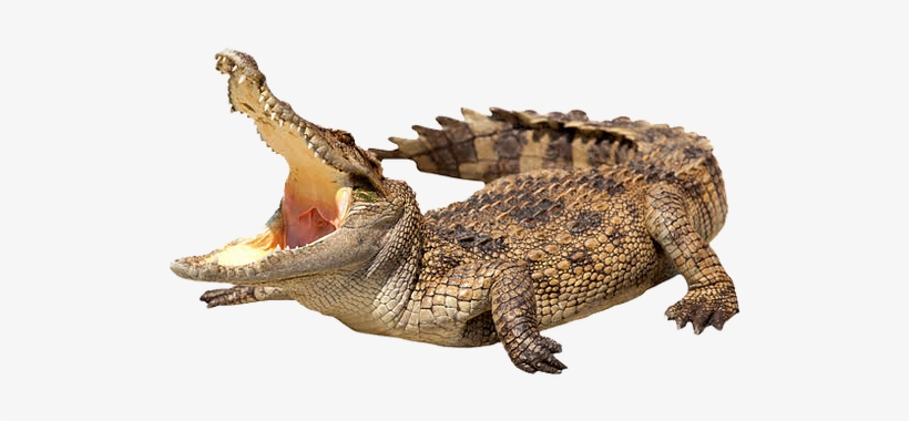 Crocodile Bulk Collection - Watchband Colorful Genuine Leather Crocodile For Cartier, transparent png #385939