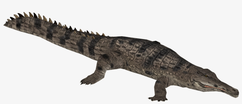 Slender-snouted Crocodile 3 - Cuban Crocodile Zt2, transparent png #386215