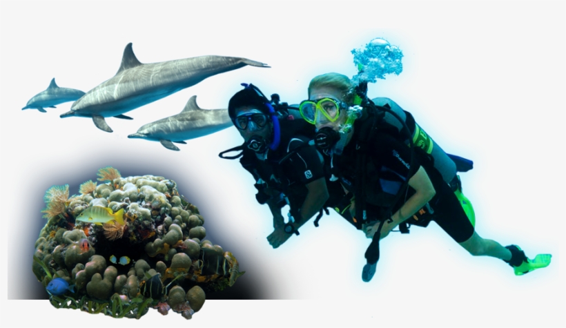 Start Diving - 5'x7'area Rug, transparent png #387514