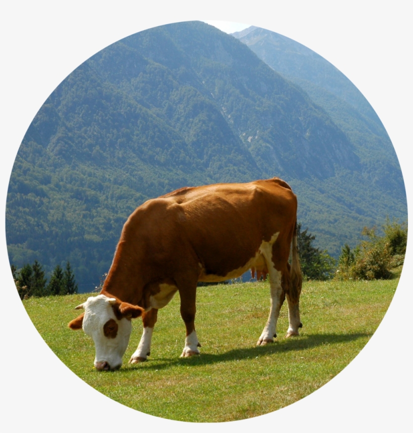 Grazing - Lake Bohinj, transparent png #388924