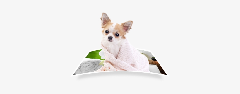 Dog With Towel - Pet Spa, transparent png #3800820