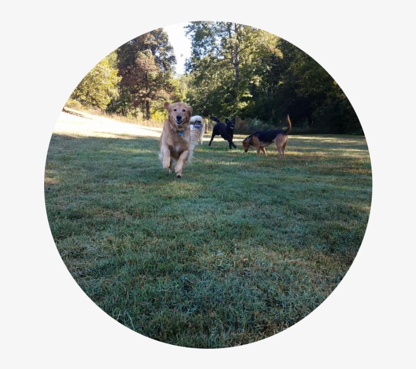 The - Tail Wagging By Dogs, transparent png #3801269