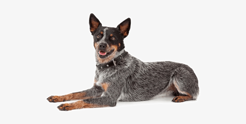 Looking For A Australian Cattle Dog Puppy Or Dog In - Friendly Australian Cattle Dog, transparent png #3801296