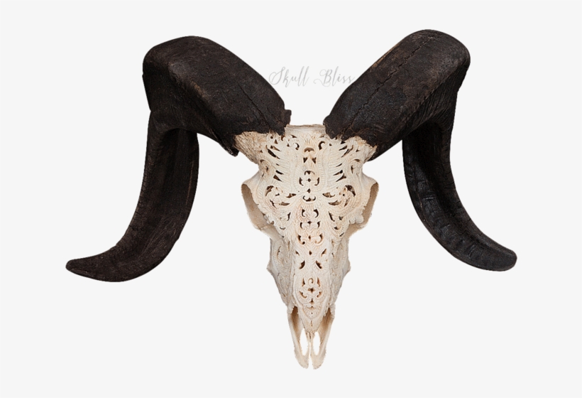 Carved Ram Skull - Skull, transparent png #3806707