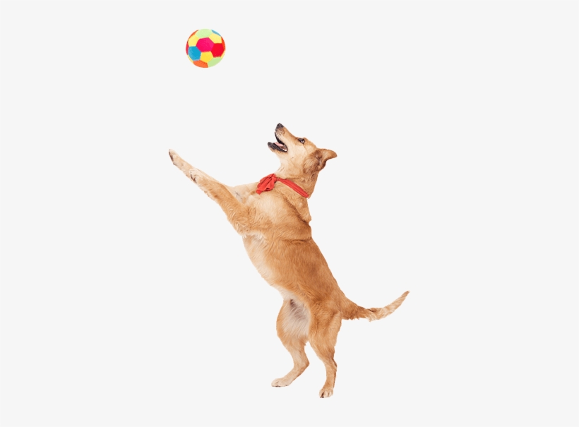 Your Cat Or Dog Needs A Digestive System With The Power - Cat Yawns, transparent png #3807871