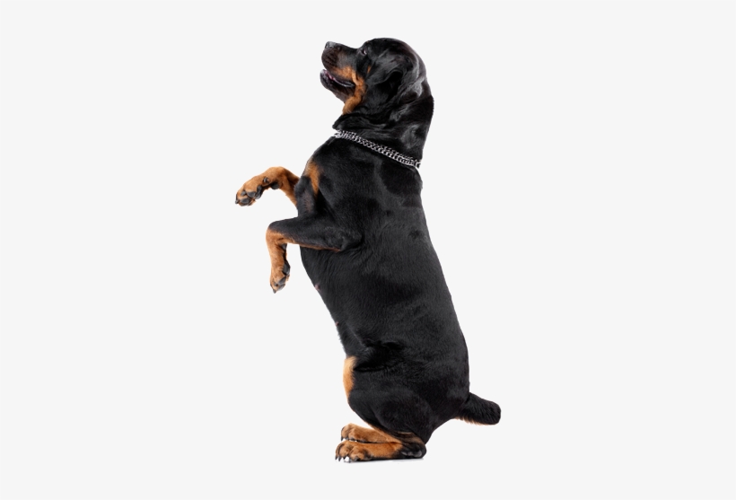 Dogs Playing - Pinscher Doberman Y Rottweiler, transparent png #3807930